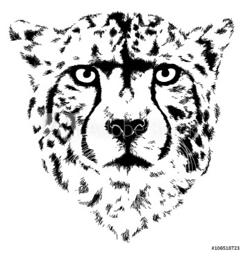 Picture of cheetah head